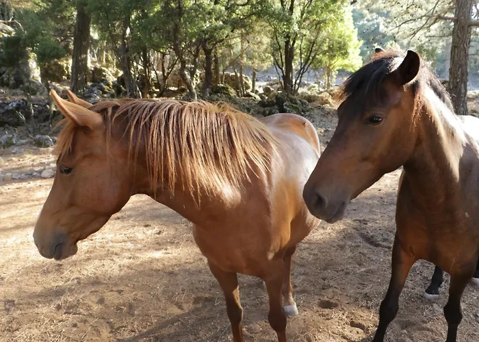 Babakamp Eco Ranch& Retreat